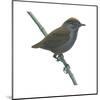 Wrenthrush (Zeledonia Coronata), Birds-Encyclopaedia Britannica-Mounted Art Print