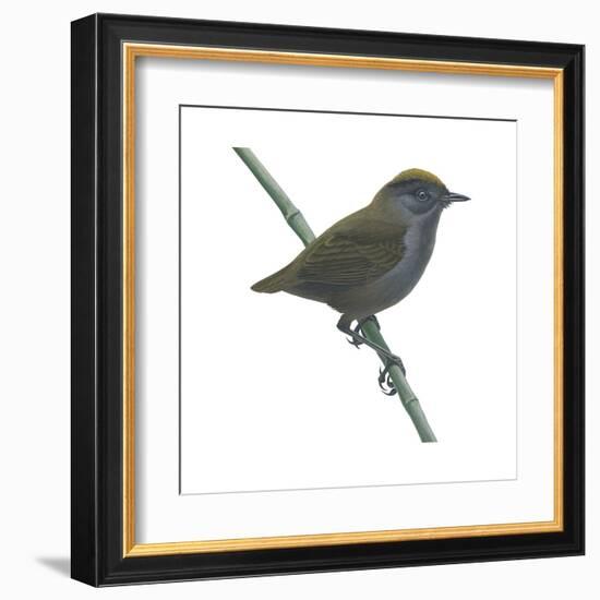 Wrenthrush (Zeledonia Coronata), Birds-Encyclopaedia Britannica-Framed Art Print