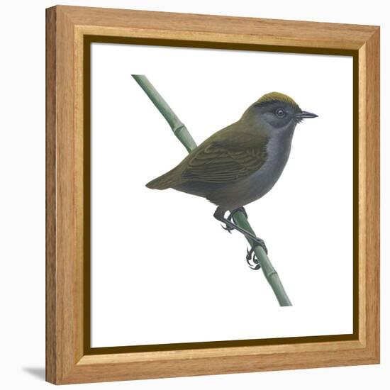 Wrenthrush (Zeledonia Coronata), Birds-Encyclopaedia Britannica-Framed Stretched Canvas