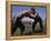 Wrestlers, Antalya Region, Anatolia, Turkey-Bruno Morandi-Framed Premier Image Canvas