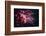 Wriggling-Philippe Sainte-Laudy-Framed Photographic Print