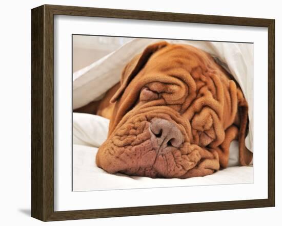 Wrinkled Dog Dogue De Bordeaux Dreaming In Bed With White Blanket-vitalytitov-Framed Photographic Print