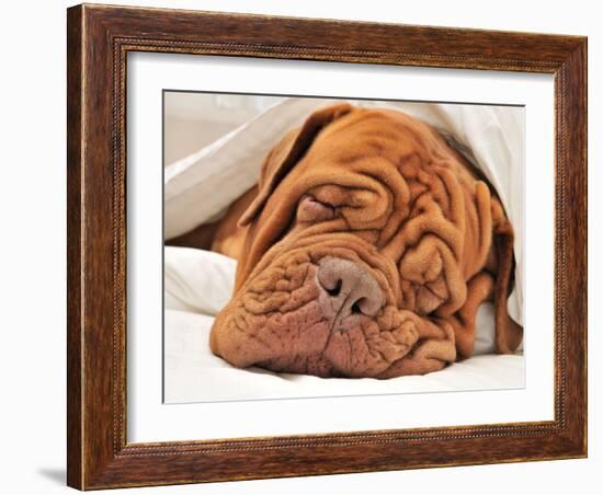 Wrinkled Dog Dogue De Bordeaux Dreaming In Bed With White Blanket-vitalytitov-Framed Photographic Print