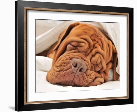 Wrinkled Dog Dogue De Bordeaux Dreaming In Bed With White Blanket-vitalytitov-Framed Photographic Print