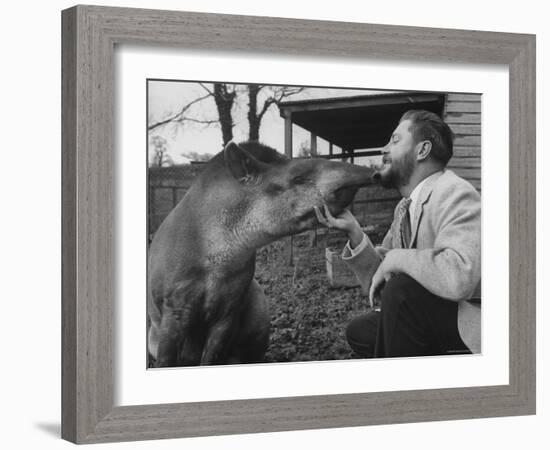 Writer/Naturalist Gerald Durrell Petting South American Tapir in His Private Zoo on Isle of Jersey-Loomis Dean-Framed Photographic Print