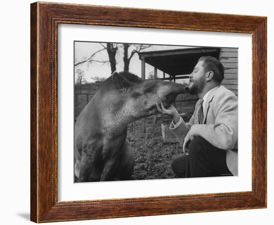 Writer/Naturalist Gerald Durrell Petting South American Tapir in His Private Zoo on Isle of Jersey-Loomis Dean-Framed Photographic Print