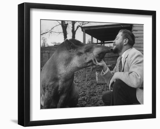 Writer/Naturalist Gerald Durrell Petting South American Tapir in His Private Zoo on Isle of Jersey-Loomis Dean-Framed Photographic Print