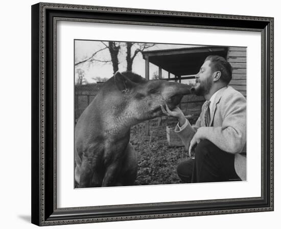 Writer/Naturalist Gerald Durrell Petting South American Tapir in His Private Zoo on Isle of Jersey-Loomis Dean-Framed Photographic Print