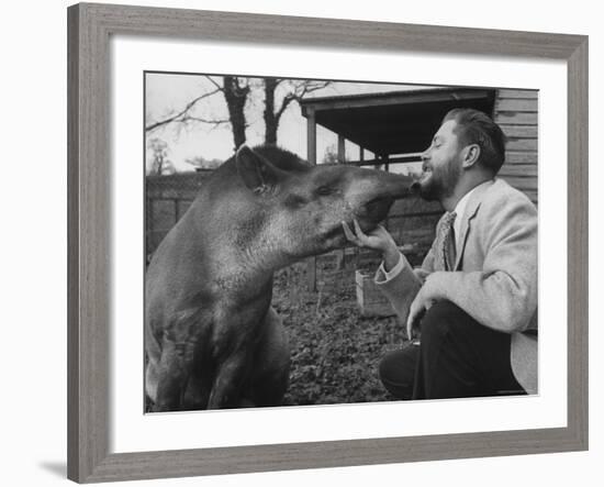 Writer/Naturalist Gerald Durrell Petting South American Tapir in His Private Zoo on Isle of Jersey-Loomis Dean-Framed Photographic Print