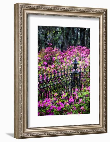 Wrought Iron fence and azaleas in full bloom, Bonaventure Cemetery, Georgia-Adam Jones-Framed Photographic Print