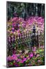 Wrought Iron fence and azaleas in full bloom, Bonaventure Cemetery, Georgia-Adam Jones-Mounted Photographic Print