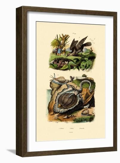 Wryneck, 1833-39-null-Framed Giclee Print