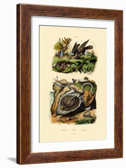 Wryneck, 1833-39-null-Framed Giclee Print