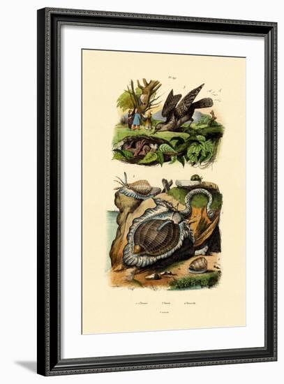 Wryneck, 1833-39-null-Framed Giclee Print