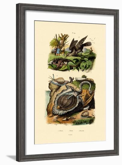 Wryneck, 1833-39-null-Framed Giclee Print