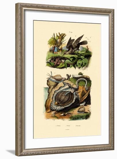 Wryneck, 1833-39-null-Framed Giclee Print