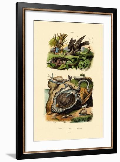 Wryneck, 1833-39-null-Framed Giclee Print