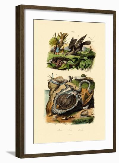 Wryneck, 1833-39-null-Framed Giclee Print