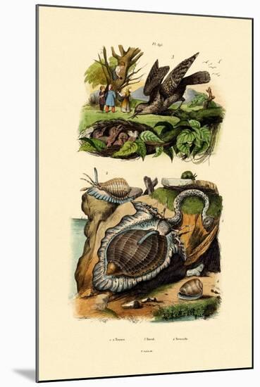 Wryneck, 1833-39-null-Mounted Giclee Print