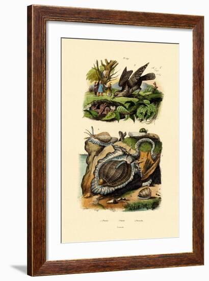 Wryneck, 1833-39-null-Framed Giclee Print