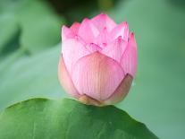 Lotus Flower Blooming on Pond-Wu Kailiang-Photographic Print