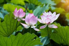 Lotus Flower and Lotus Flower Plants-Wu Kailiang-Photographic Print