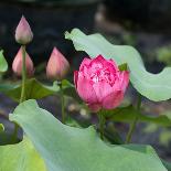 Lotus Flower and Lotus Flower Plants-Wu Kailiang-Art Print