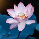 Lotus Flower Blooming on Pond-Wu Kailiang-Photographic Print