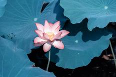 Lotus Flower and Lotus Flower Plants-Wu Kailiang-Photographic Print