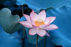 Lotus Flower-Wu Kailiang-Photographic Print