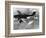 WWII German Plane Stuka-null-Framed Photographic Print