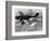 WWII German Plane Stuka-null-Framed Photographic Print