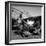 WWII: Tuskegee Airmen, 1945-Toni Frissell-Framed Giclee Print