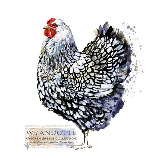 Wyandotte Hen Poultry Farming Chicken Breeds Series Domestic Farm Bird Watercolor Illustration Art Print By Faenkova Elena Artcom