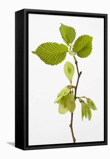 Wych Elm (Ulmus Glabra)-null-Framed Premier Image Canvas