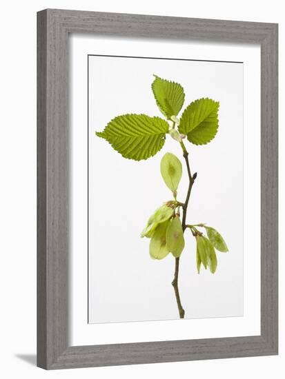 Wych Elm (Ulmus Glabra)-null-Framed Photographic Print