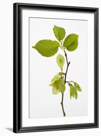 Wych Elm (Ulmus Glabra)-null-Framed Photographic Print