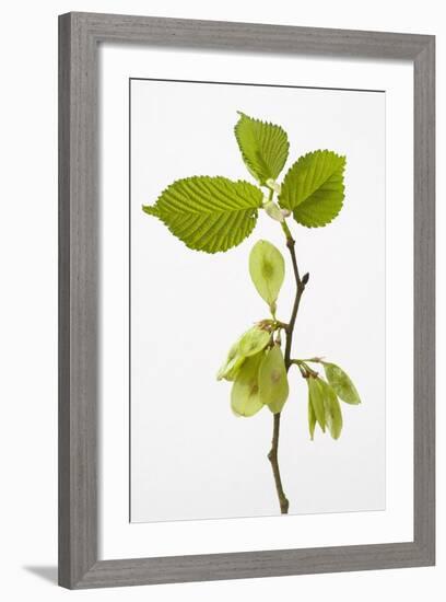 Wych Elm (Ulmus Glabra)-null-Framed Photographic Print