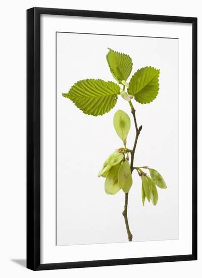 Wych Elm (Ulmus Glabra)-null-Framed Photographic Print