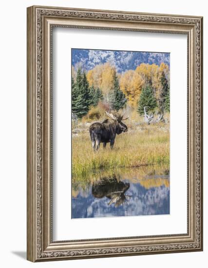 Wyoming, a Bull Moose Stands Near the Snake River at Schwabacher Landing in the Autumn-Elizabeth Boehm-Framed Photographic Print