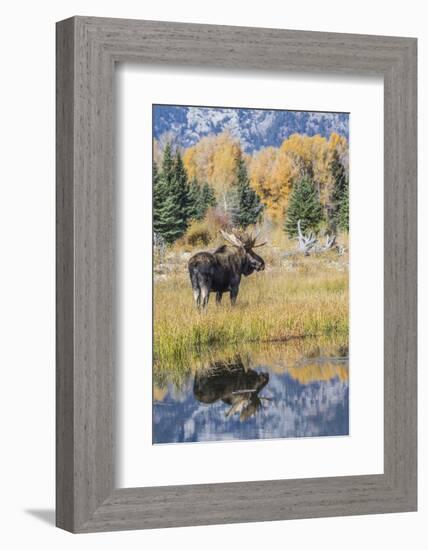 Wyoming, a Bull Moose Stands Near the Snake River at Schwabacher Landing in the Autumn-Elizabeth Boehm-Framed Photographic Print