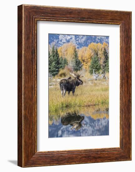 Wyoming, a Bull Moose Stands Near the Snake River at Schwabacher Landing in the Autumn-Elizabeth Boehm-Framed Photographic Print