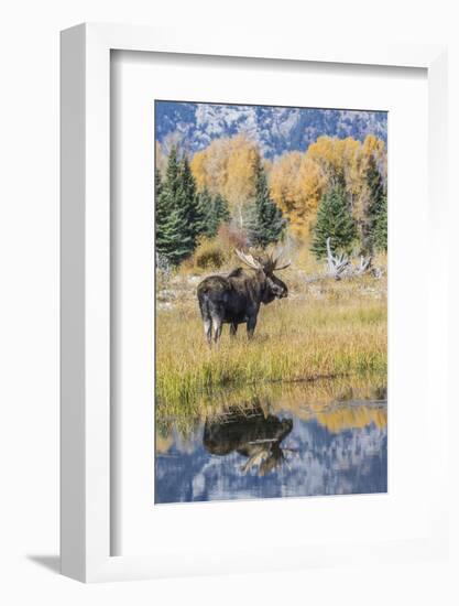 Wyoming, a Bull Moose Stands Near the Snake River at Schwabacher Landing in the Autumn-Elizabeth Boehm-Framed Photographic Print