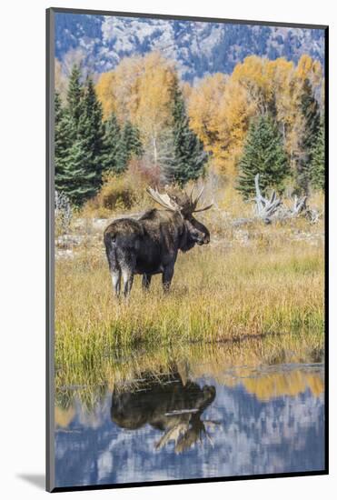 Wyoming, a Bull Moose Stands Near the Snake River at Schwabacher Landing in the Autumn-Elizabeth Boehm-Mounted Photographic Print