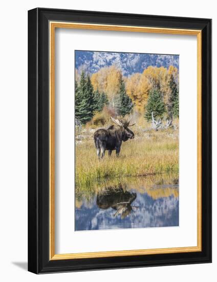 Wyoming, a Bull Moose Stands Near the Snake River at Schwabacher Landing in the Autumn-Elizabeth Boehm-Framed Photographic Print