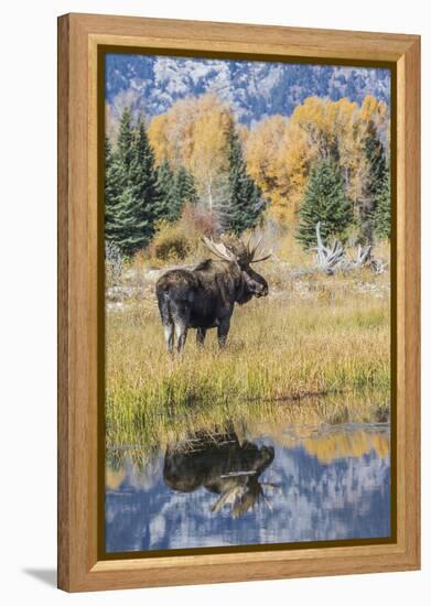 Wyoming, a Bull Moose Stands Near the Snake River at Schwabacher Landing in the Autumn-Elizabeth Boehm-Framed Premier Image Canvas