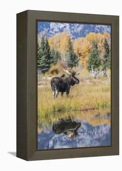 Wyoming, a Bull Moose Stands Near the Snake River at Schwabacher Landing in the Autumn-Elizabeth Boehm-Framed Premier Image Canvas