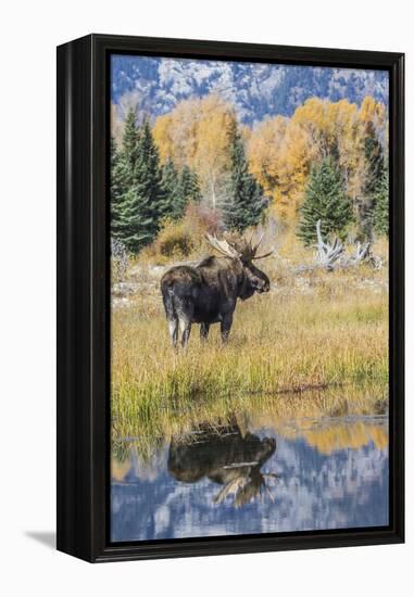 Wyoming, a Bull Moose Stands Near the Snake River at Schwabacher Landing in the Autumn-Elizabeth Boehm-Framed Premier Image Canvas