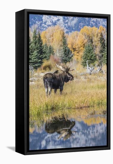 Wyoming, a Bull Moose Stands Near the Snake River at Schwabacher Landing in the Autumn-Elizabeth Boehm-Framed Premier Image Canvas