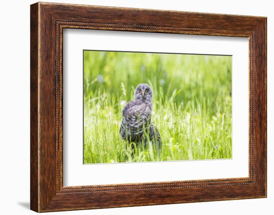 Wyoming, a Great Gray Owl Fledgling on a Stump Just after Leaving the Nest-Elizabeth Boehm-Framed Photographic Print